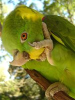 Yellow-naped Parrot